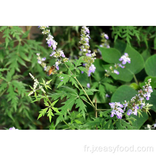 Abeille naturelle bio Vitex miel